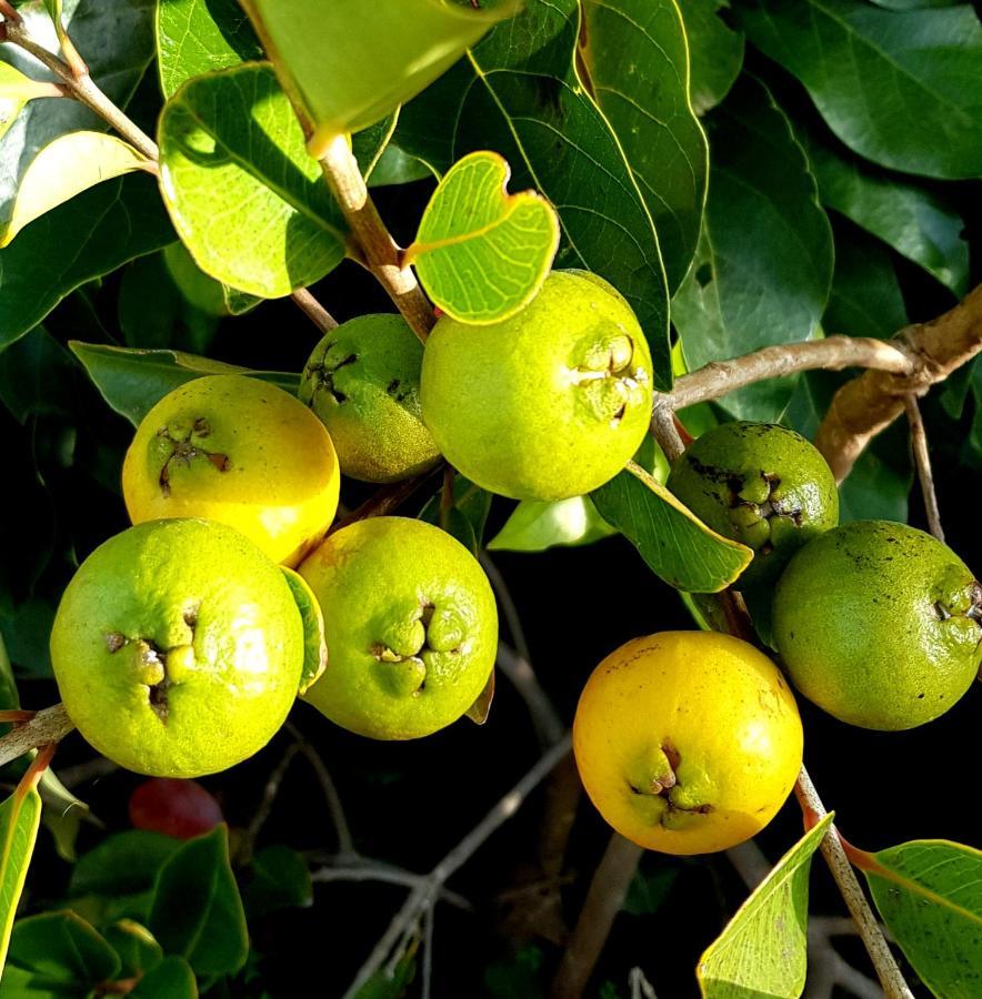 מלון ריביירה בראבה Quinta Do Cabouco מראה חיצוני תמונה